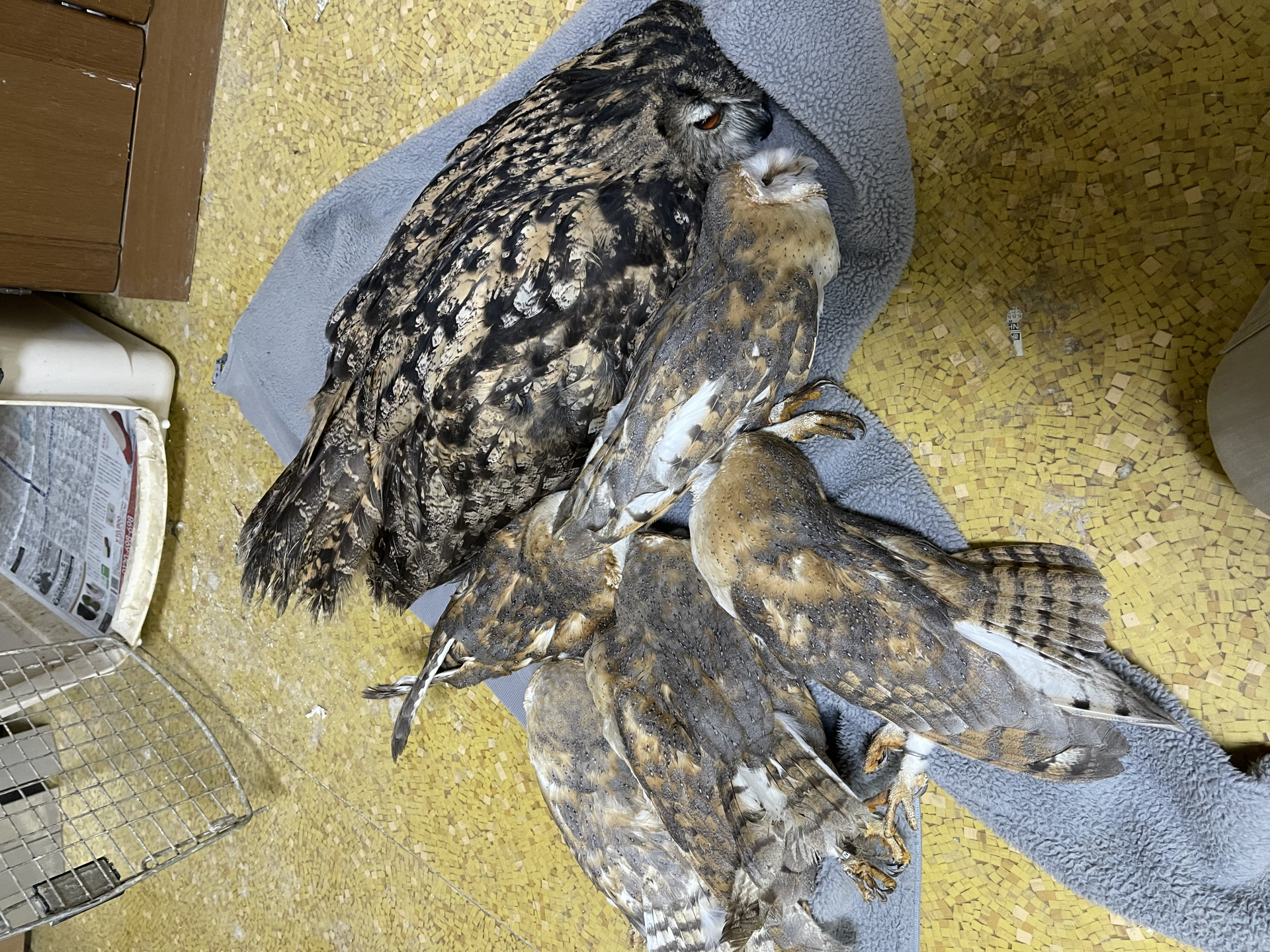 42 con cú gục chết hàng loạt sau vài giờ chỉ bởi lý do không tưởng- Ảnh 1.