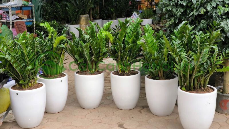 5 cây mang may mắn vào nhà, trồng 1 chậu là bừng sáng cả không gian- Ảnh 1.