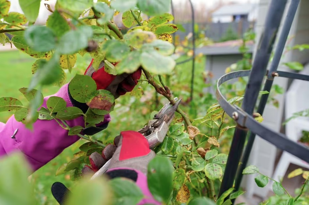 5 loại cây cần cắt tỉa ngay lúc này để có mùa hè bung nở- Ảnh 1.