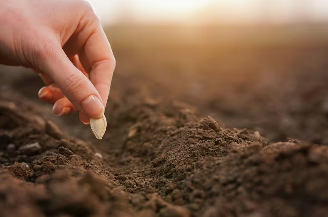 5 loại cây nên được gieo trồng ngay bây giờ- Ảnh 1.