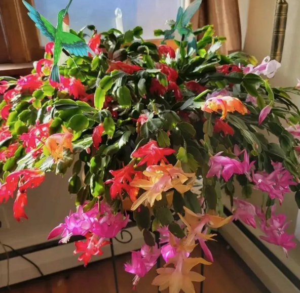 5 loài cây sống lâu hơn cả người, càng già càng lộ ra sự quý giá, bảo vệ gia đình, giữ lộc 3 đời con cháu- Ảnh 1.