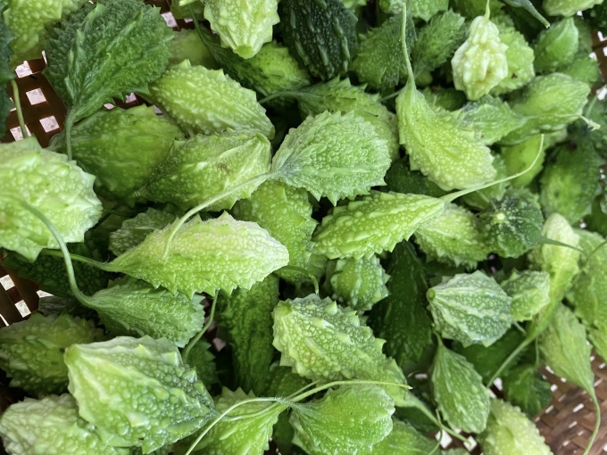 Khổ qua chứa nhiều chất chống oxy hóa giúp hạn chế tích tụ chất béo trong gan. Ảnh: Đình Diệu