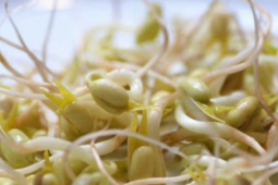 Người bị suy thận có ăn được giá đỗ không, cách sử dụng?