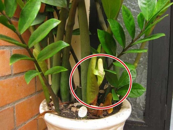 5 niềm vui, 4 nỗi lo khi trồng kim tiền trong nhà- Ảnh 2.