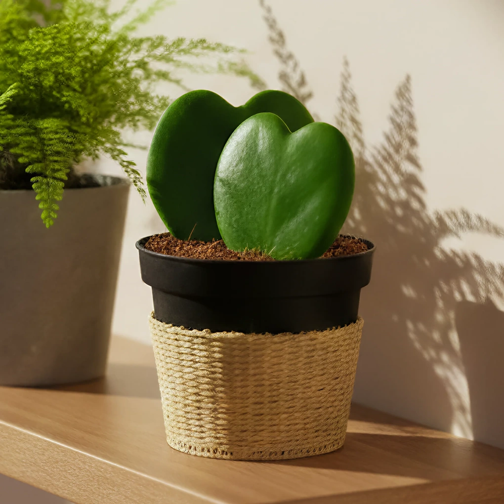 6 cây cảnh lá trái tim giúp góc nhà bạn thêm lãng mạn - 1