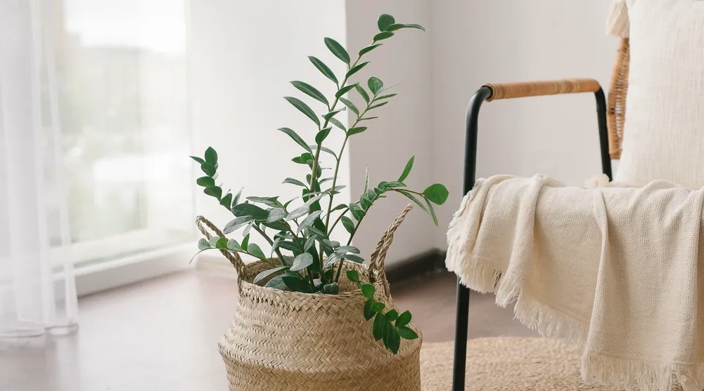 6 việc cần làm với cây kim tiền ngay bây giờ- Ảnh 1.