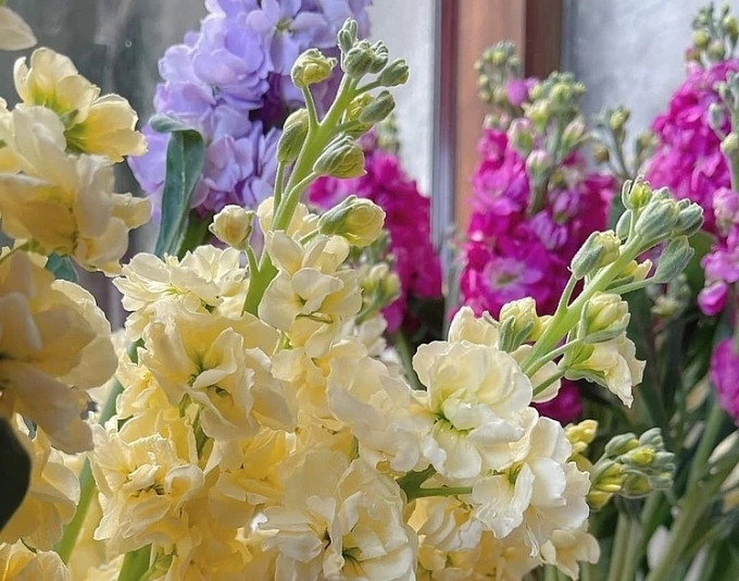 Ông bà dặn kỹ: 7 loại cây tuyệt đối đừng trồng trong nhà, đẹp mấy cũng xui rủi, cả nhà khó an yên- Ảnh 1.