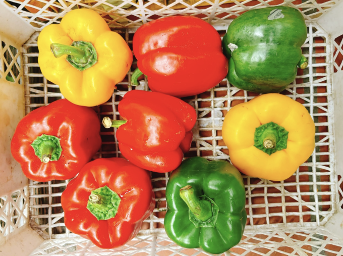 Ớt chuông ít kali, natri, giàu vitamin A, C, B6 và axit folic (B9) hỗ trợ chức năng thận. Ảnh: Bảo Bảo