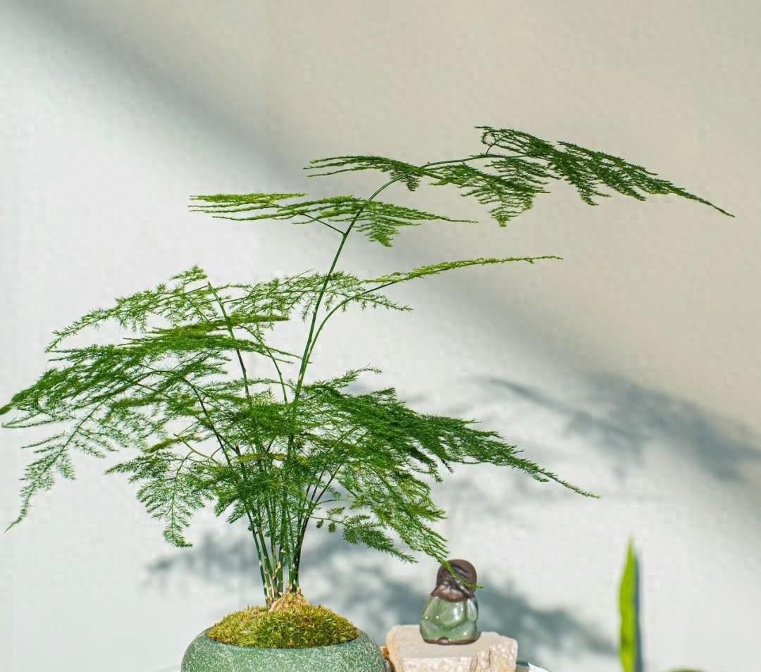 Muốn phòng khách lên level thượng lưu, tôi khuyên bạn ĐỪNG TRỒNG HOA: 8 cây xanh này mới là 