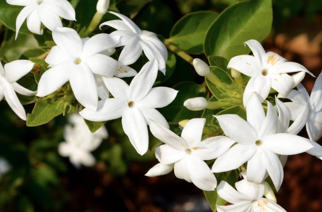 Loại cây giúp khu vườn thơm ngát suốt hè: Ai cũng nên trồng vì quá dễ chăm!- Ảnh 1.