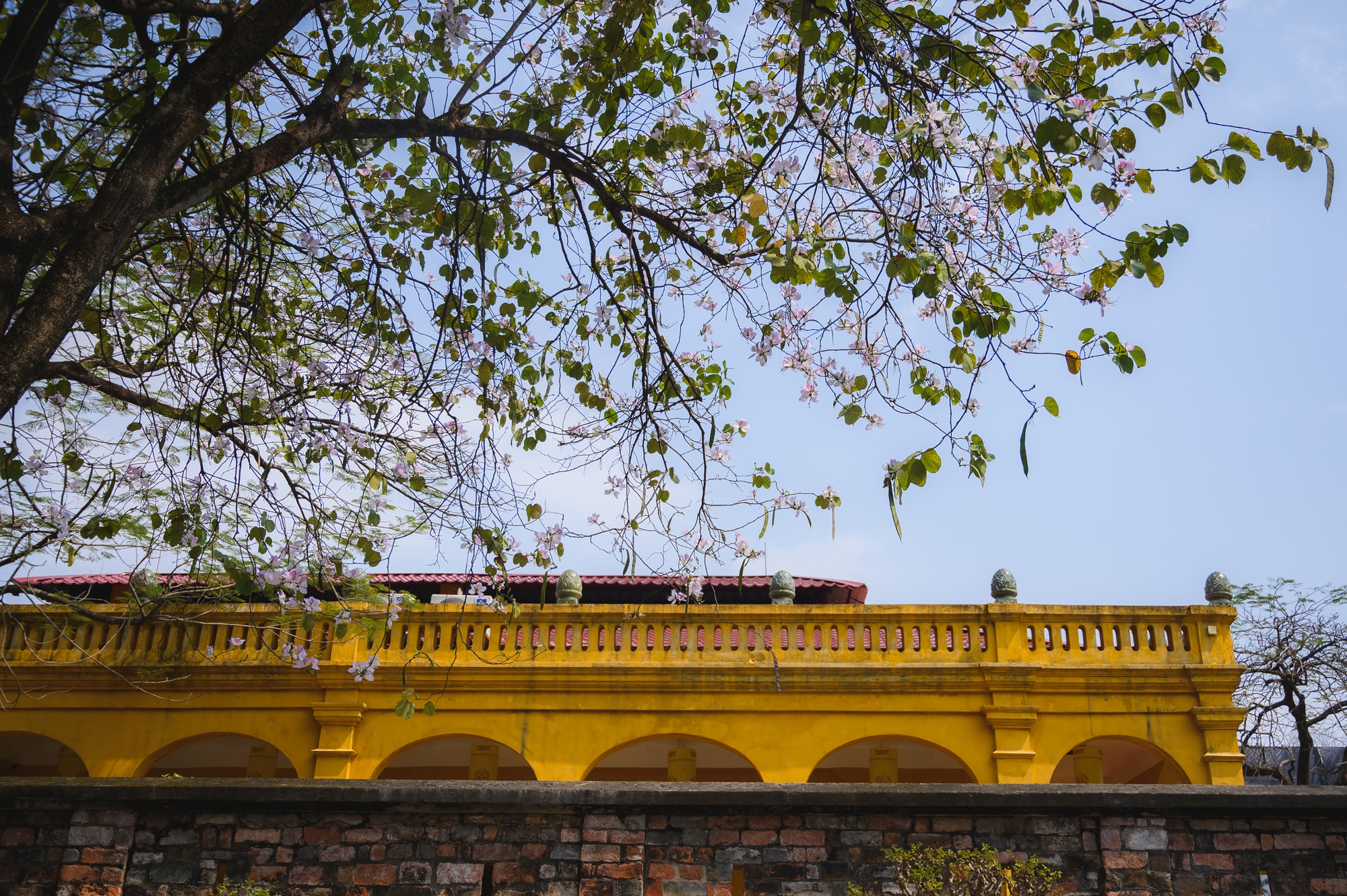 Ăn chơi cho hết tháng Giêng, mùa săn hoa đã đến khiến cả Hà Nội đứng ngồi không yên- Ảnh 5. Ăn chơi cho hết tháng Giêng, mùa săn hoa đã đến khiến cả Hà Nội đứng ngồi không yên- Ảnh 5.