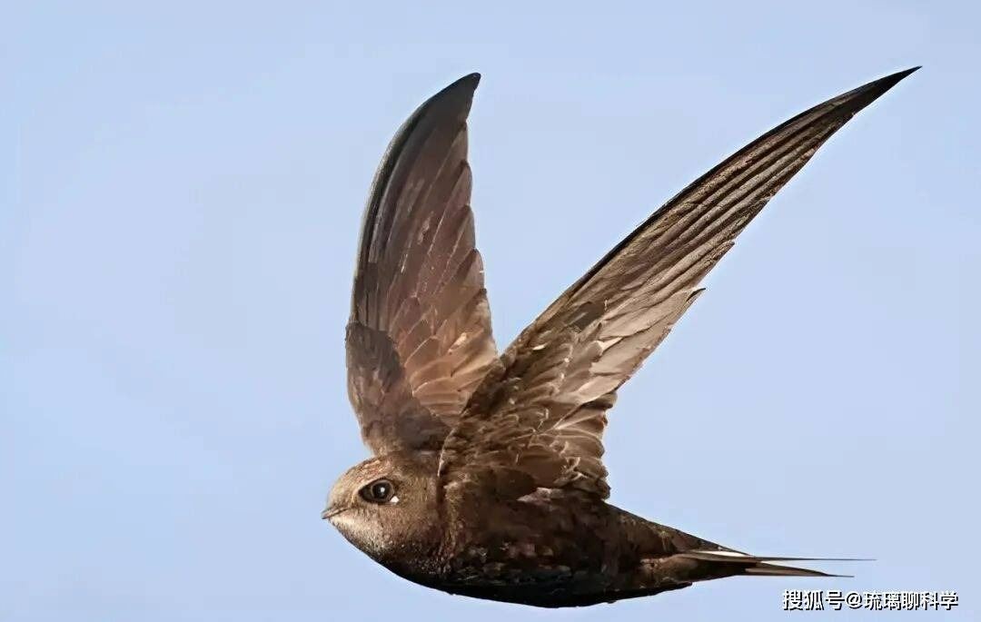 Bí ẩn loài chim bay suốt mười tháng không hạ cánh: Ăn ngủ trên trời nhưng vẫn sinh con bình thường- Ảnh 1.