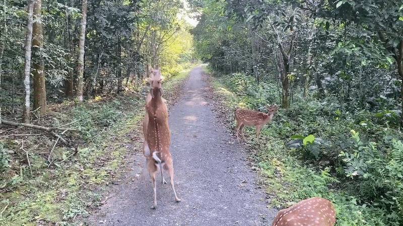 Ẩu đả dữ dội tại vườn quốc gia Cúc Phương nhưng không ai can ngăn, lý do là gì?- Ảnh 2.