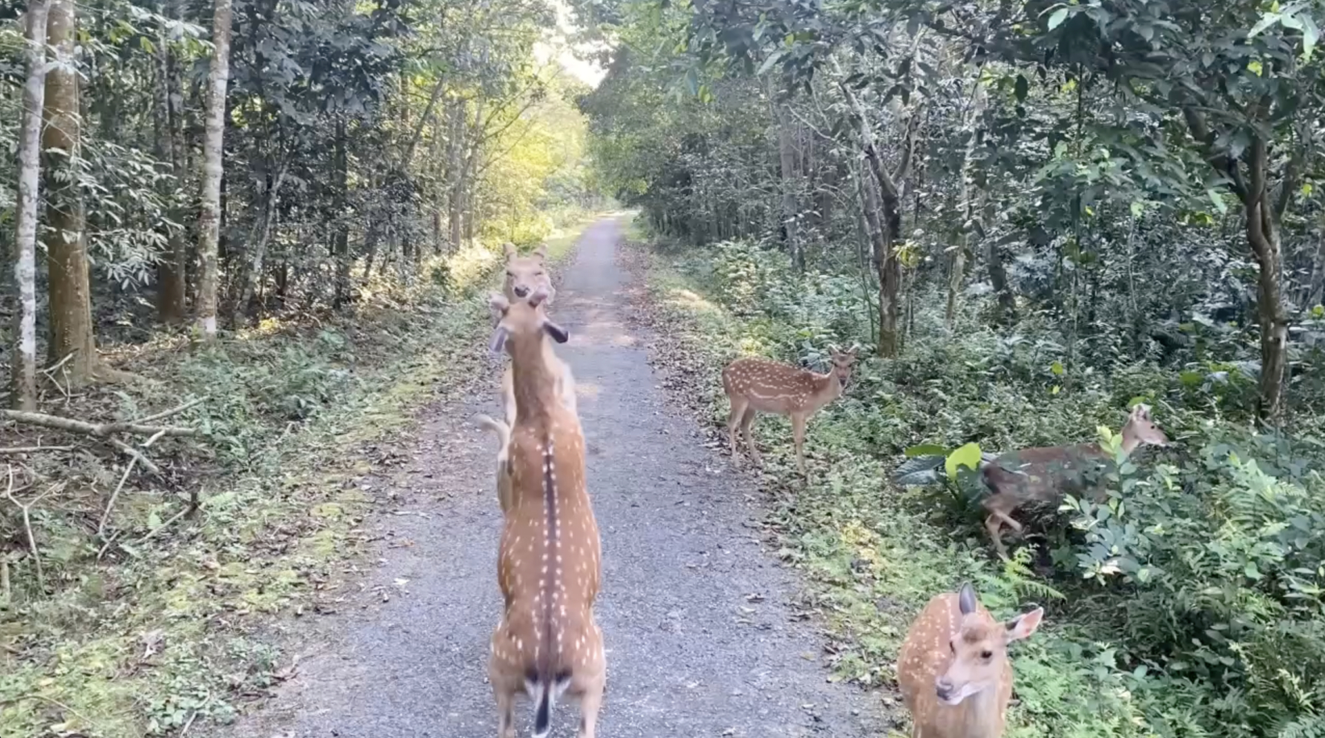 Ẩu đả dữ dội tại vườn quốc gia Cúc Phương nhưng không ai can ngăn, lý do là gì?- Ảnh 1.