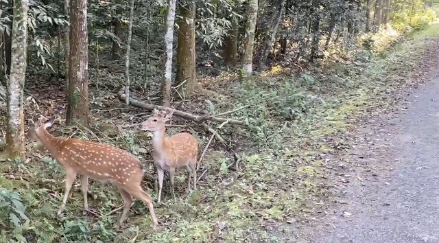 Ẩu đả dữ dội tại vườn quốc gia Cúc Phương nhưng không ai can ngăn, lý do là gì?- Ảnh 3.