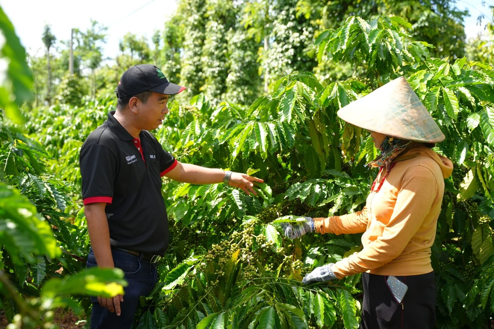 Giá cà phê trong nước đang ở mức 92.000 - 94.000 đồng/kg. Ảnh: THU HÀ gia-ca-phe-xuat-khau-nam-2026-h6.JPG