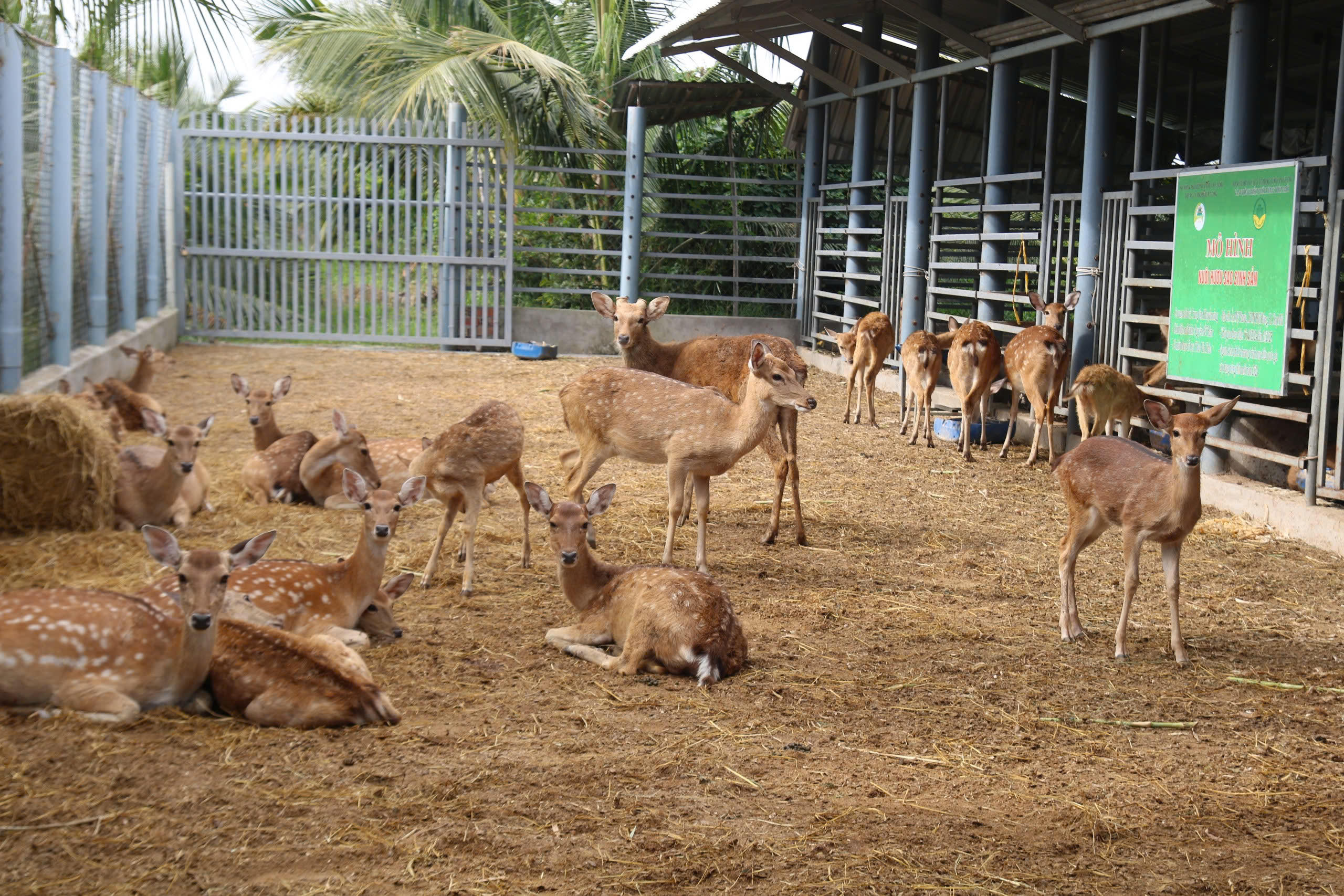 Bán bò chuyển sang nuôi hươu lấy nhung, nông dân miền Tây 'hái lộc' đều tay - Ảnh 1.