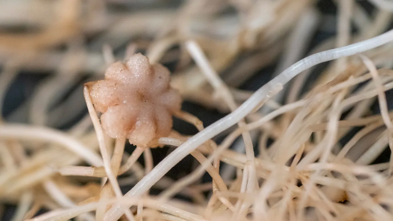 Bất ngờ đậu có thể sống, ra hoa và tạo hạt trong đất Mặt trăng - Ảnh 1.