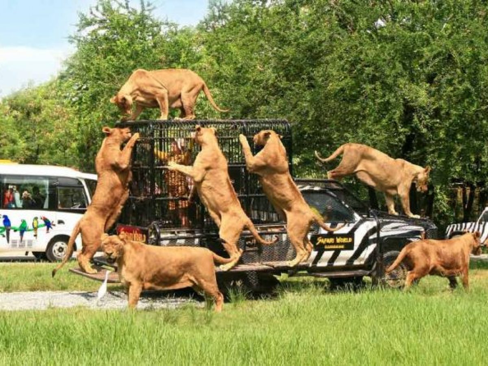 Bé gái 10 tuổi bị sư tử vồ khi đang cho ăn ở vườn thú Trung Quốc - 2