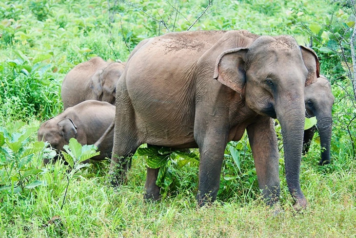 động vật có vú - Ảnh 1.