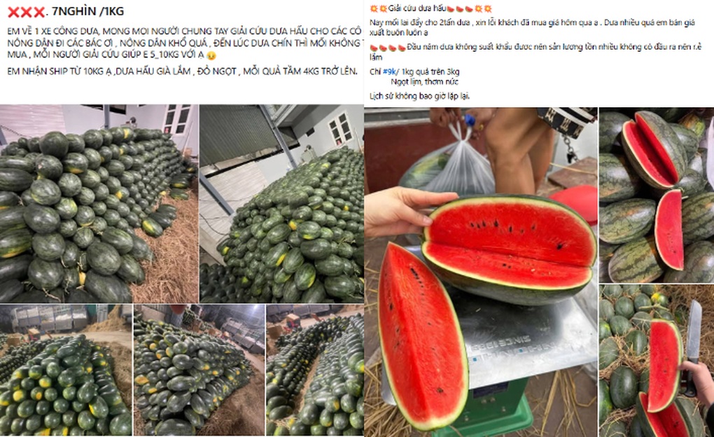 Bí đỏ, dưa hấu còn 5.000-10.000 đồng/kg, nhiều nơi kêu gọi giải cứu - 1