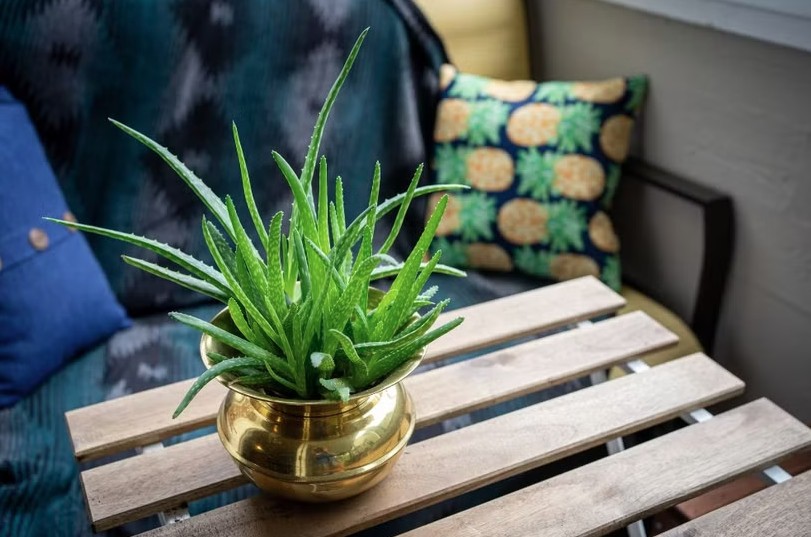 3 loại cây đặc biệt hợp với tuổi 30+: Biết trồng thì khỏe lên thấy rõ- Ảnh 2.