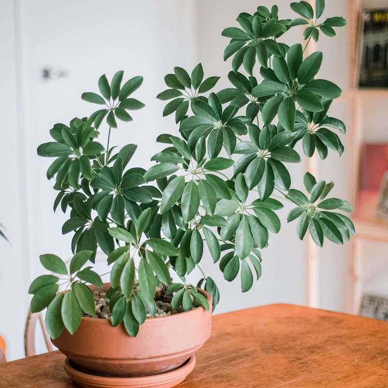 3 loại cây đặc biệt phù hợp với tuổi 40 trở lên: Biết trồng thì thể chất và tinh thần đều đi lên- Ảnh 2.