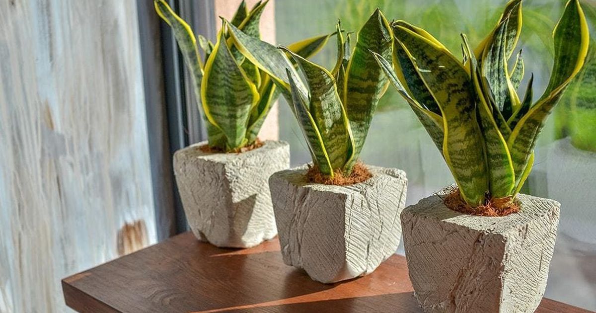 3 loại cây đặc biệt phù hợp với tuổi 40 trở lên: Biết trồng thì thể chất và tinh thần đều đi lên- Ảnh 1.