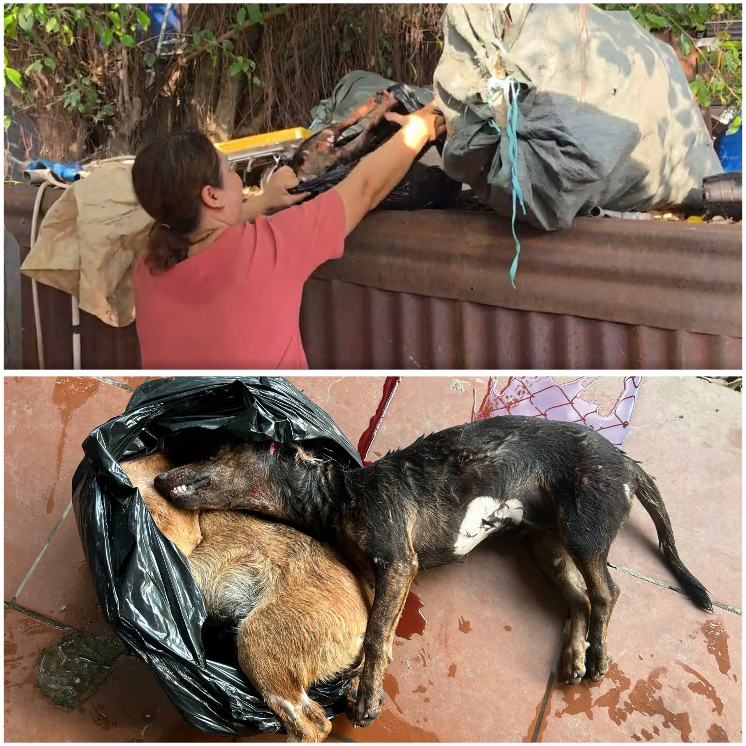 Bí ẩn giết mổ chó mèo trái phép tại TP . HCM năm 2026 - Ảnh 3.