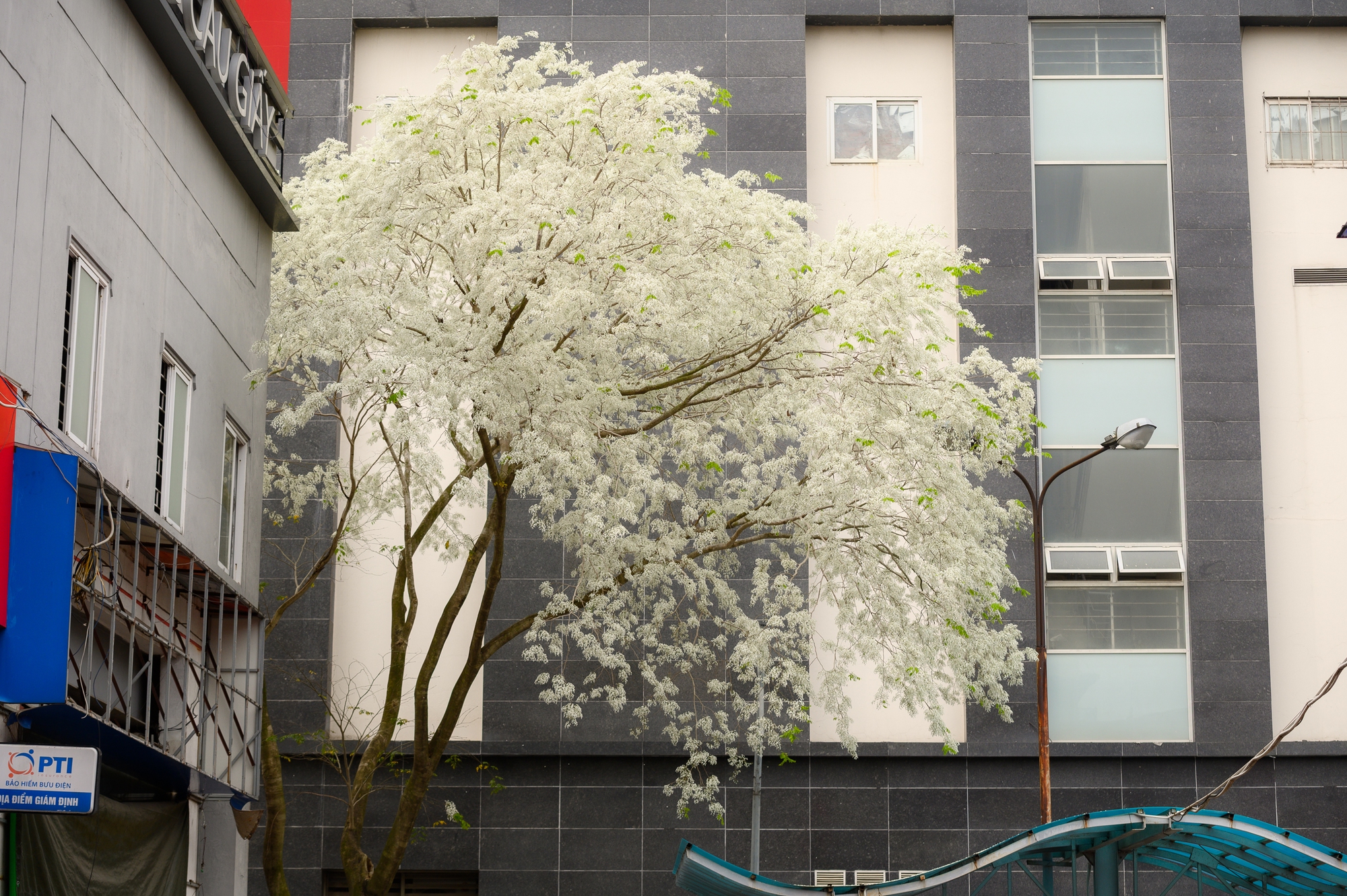 Cả Hà Nội phát sốt vì những cây hoa này: Chỗ đẹp như ngôn tình, nơi đã xác xơ - đi nhầm phí công vô ích!- Ảnh 1. Cả Hà Nội phát sốt vì những cây hoa này: Chỗ đẹp như ngôn tình, nơi đã xác xơ - đi nhầm phí công vô ích!- Ảnh 1.