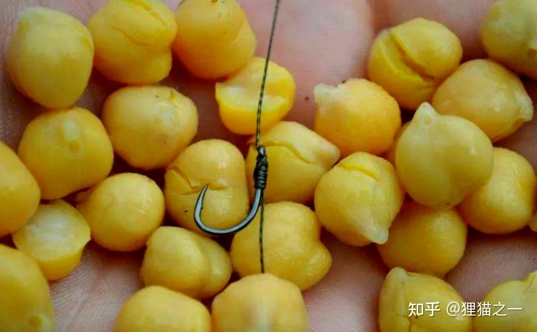 Cá chưa bao giờ lên bờ, làm sao chúng biết hạt ngô có thể ăn được?- Ảnh 1.