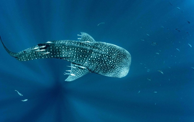 Cá mập voi ở Madagascar. Ảnh: Oryx