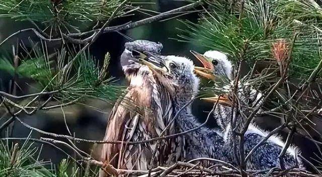 Đi câu cá, người đàn ông bất ngờ đụng độ loài vật hiếm hơn gấu trúc: Cả thế giới chỉ còn 1.000 con- Ảnh 3.