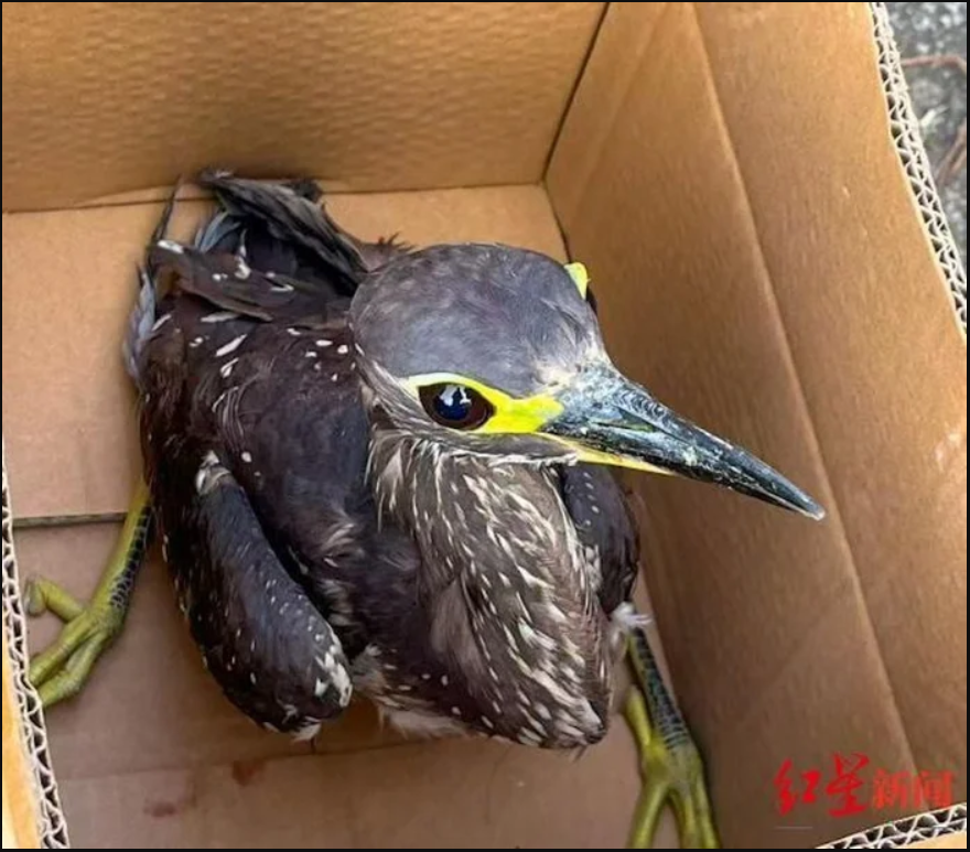 Đi câu cá, người đàn ông bất ngờ đụng độ loài vật hiếm hơn gấu trúc: Cả thế giới chỉ còn 1.000 con- Ảnh 1.