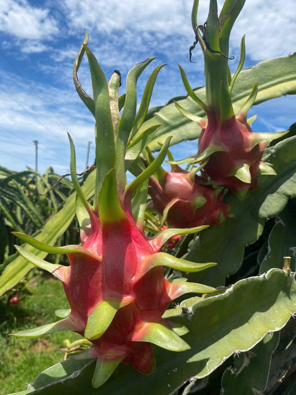 'Cai' thuốc bảo vệ thực vật cho nông sản- Ảnh 1. 'Cai' thuốc bảo vệ thực vật cho nông sản- Ảnh 1.