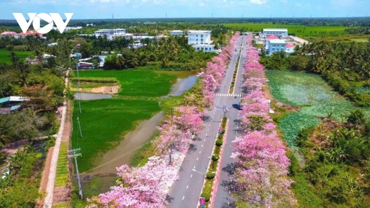 Bước vào mùa đẹp nhất trong năm, con đường kèn hồng tại xã Phú Tâm (trước đây thuộc huyện Châu Thành, tỉnh Sóc Trăng) đang trở thành tâm điểm chú ý của vùng đất miền Tây sông nước. Nhìn từ trên cao, cung đường hiện lên như một nét vẽ mềm mại, rực rỡ cắt ngang những mảng xanh mướt của ruộng đồng, tạo nên một khung cảnh thiên nhiên hiếm thấy.