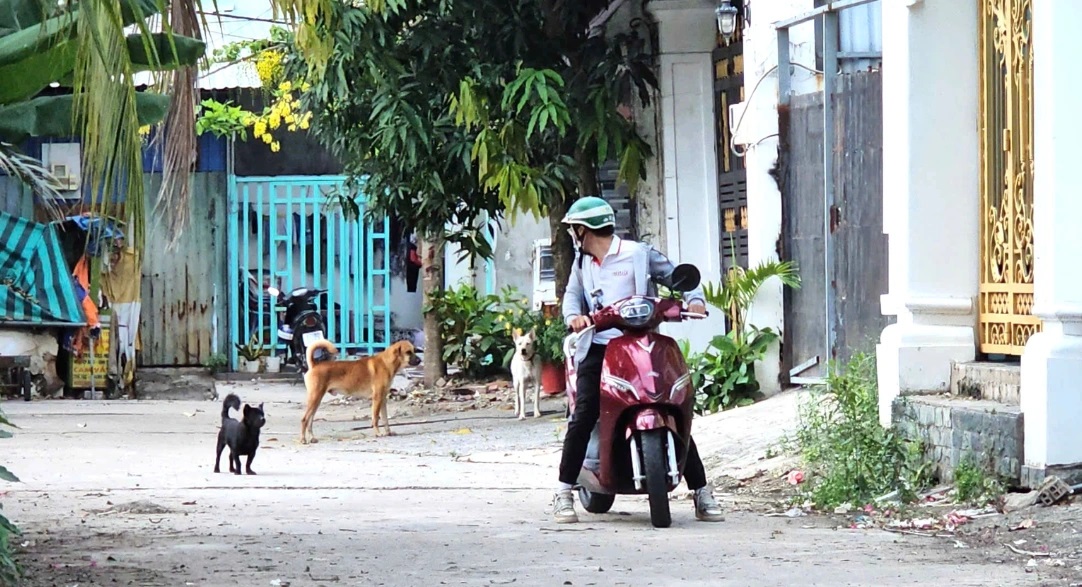 Cần giải pháp mạnh tay với nạn chó thả rông gây tai nạn giao thông 2026 - Ảnh 1.