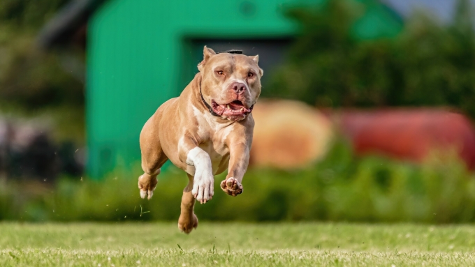 Chó là động vật trung thành, gần gũi với con người, song cũng tiềm ẩn nhiều nguy cơ gây tai nạn cho người nuôi, nhất là với trẻ em. Ảnh: Vecteezy