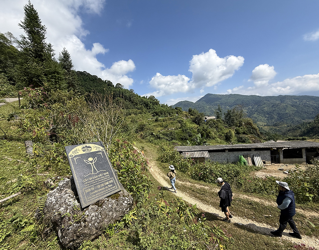 Chặt cành búp tím, bỏ quên Pà Cò- Ảnh 1.