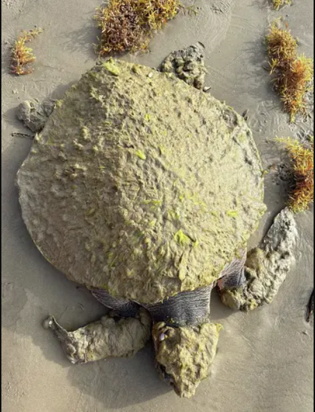 Cứu hộ tưởng nhìn nhầm khi thấy sinh vật đầy 