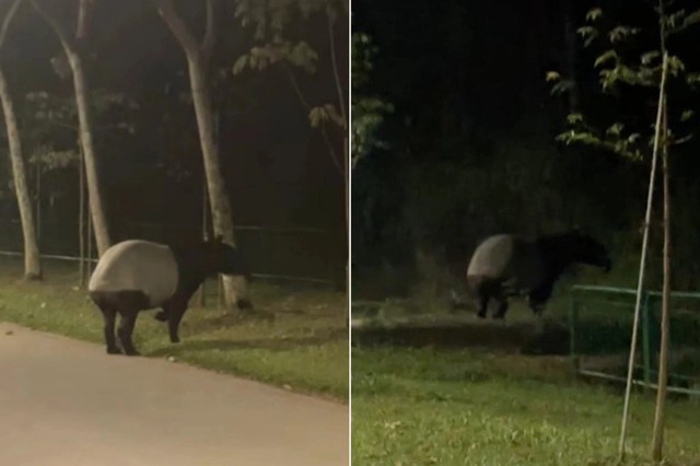 "Quái thú" có bước đi 'vang như tiếng vó ngựa' xuất hiện giữa phố, chuyên gia hé lộ: Chỉ còn 2.500 cá thể- Ảnh 1.