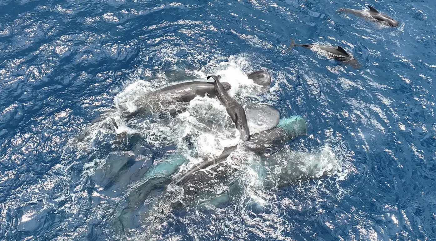 cá nhà táng - Ảnh 1.