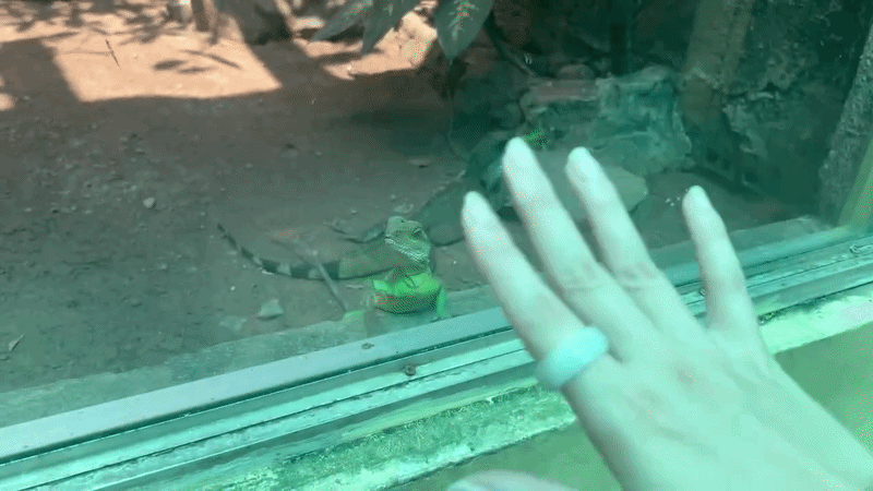 Clip kỳ nhông ở Thảo Cầm Viên vẫy khách đang tăng view ầm ầm- Ảnh 1.