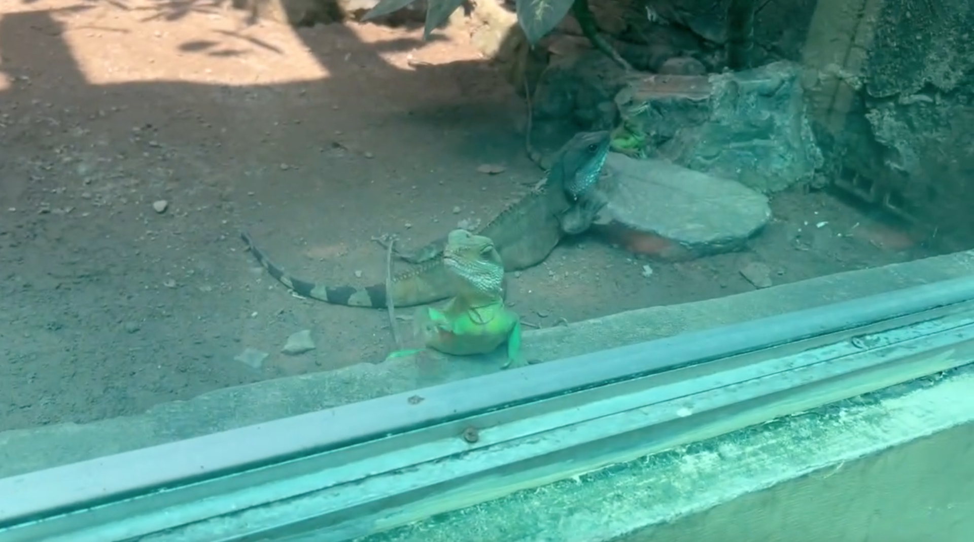 Clip kỳ nhông ở Thảo Cầm Viên vẫy khách đang tăng view ầm ầm- Ảnh 2.