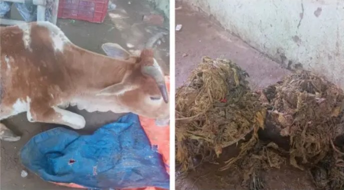 Con bò đực được mổ khẩn vì bụng phình to như 