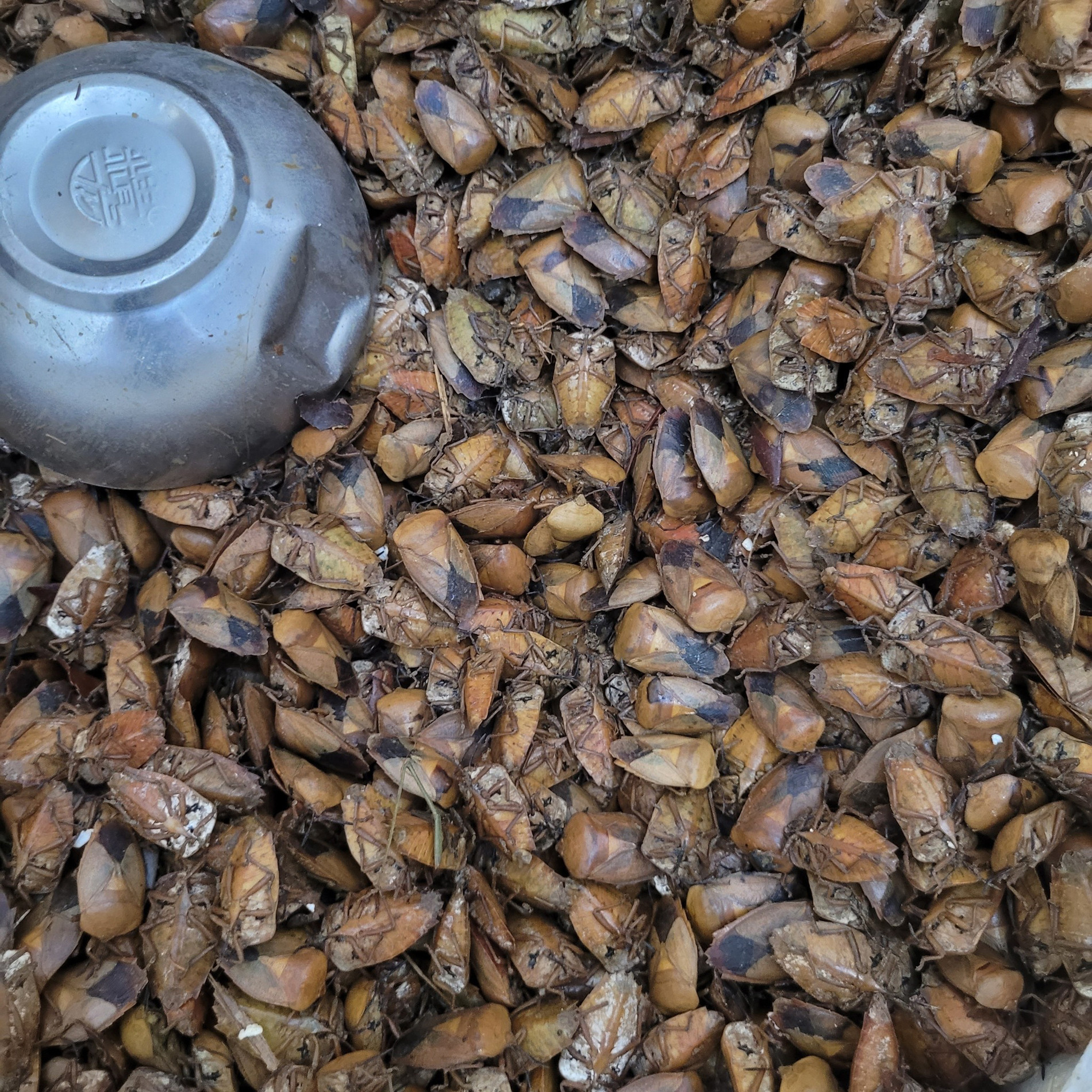 Con đặc sản xưa nhiều người “sợ xanh mặt”, nay thành đặc sản Tây Bắc tiền triệu, dân nhậu mê tít săn lùng- Ảnh 5.