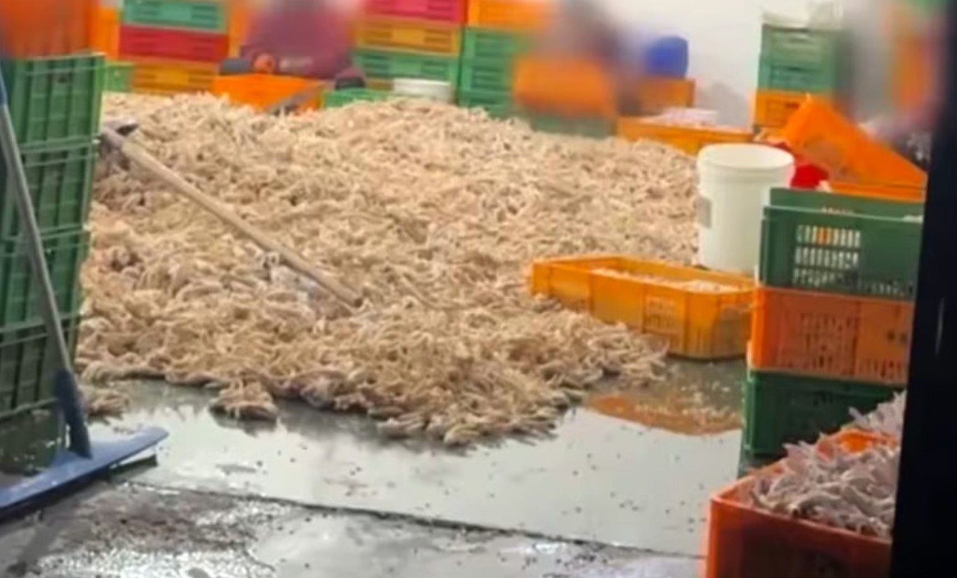 Bê bối thực phẩm bẩn rúng động Trung Quốc: Công nhân thừa nhận không dám ăn món chân gà do chính mình sản xuất- Ảnh 1. Bê bối thực phẩm bẩn rúng động Trung Quốc: Công nhân thừa nhận không dám ăn món chân gà do chính mình sản xuất- Ảnh 1.