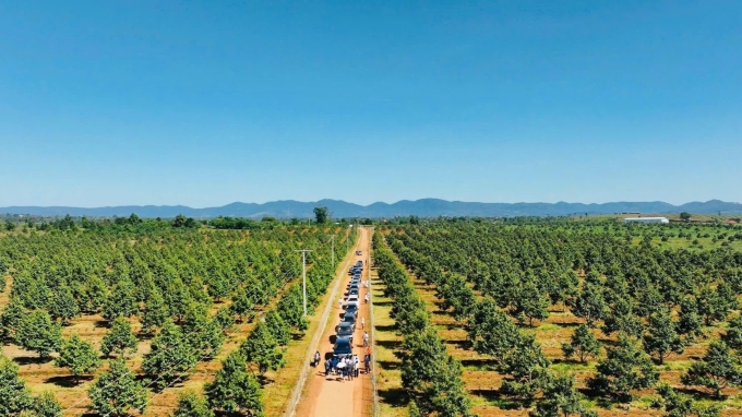 Vườn sầu riêng tại lào của Hoàng Anh Gia Lai. Ảnh: HAG