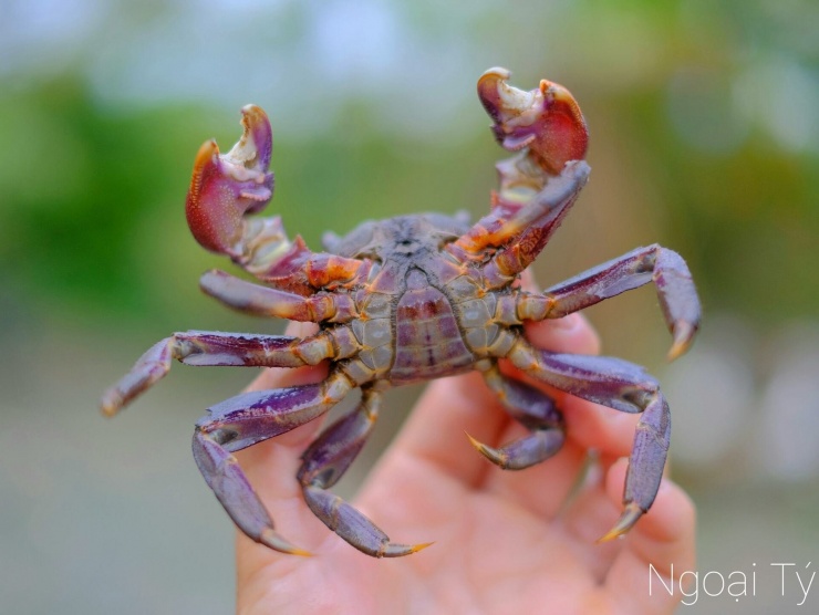 Ba khía có nhiều gạch nên có độ béo nhẹ. Ảnh: Đỗ Suốt Anh