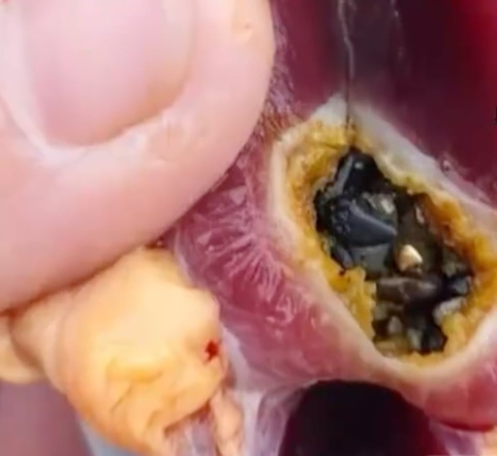 Lão nông phát hiện gần 3 chỉ vàng khi làm thịt vịt thả vườn: “Dân làng vẫn hay tìm thấy”- Ảnh 1.